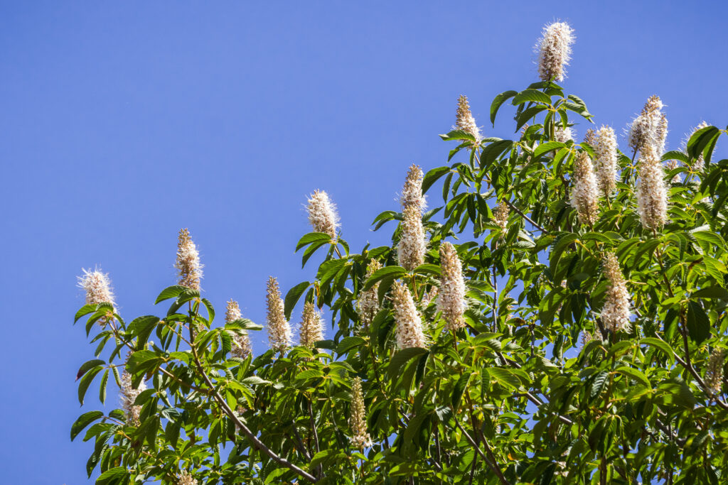 A tree with spire like fluffy white flowers pointing up to a blue sky.