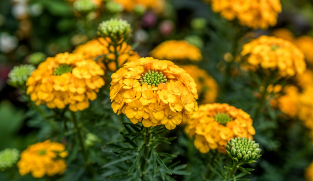 Rosettes of golden-yellow flowers.