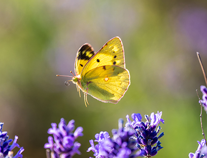 Clouded Yellow butterfly in flight.
