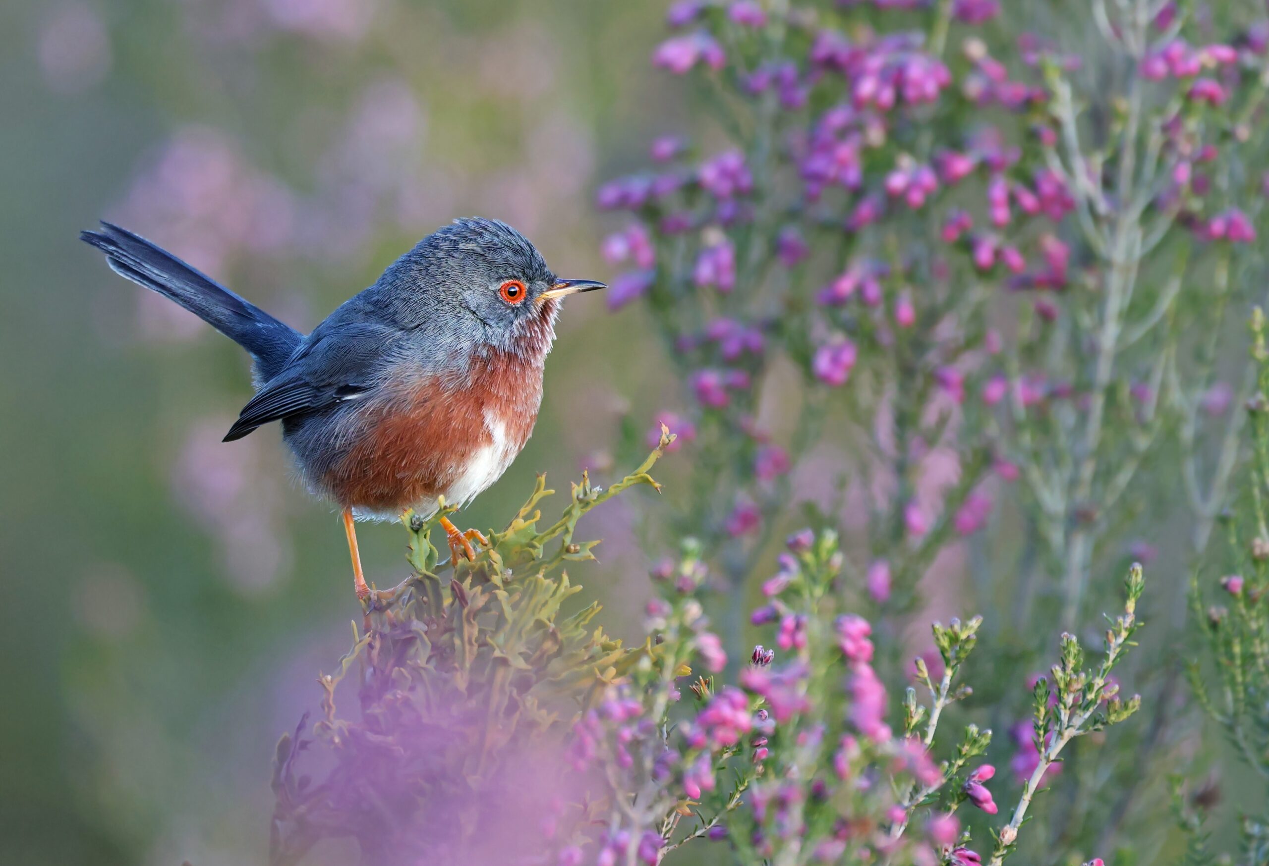 A Dartford warbler in heathland.