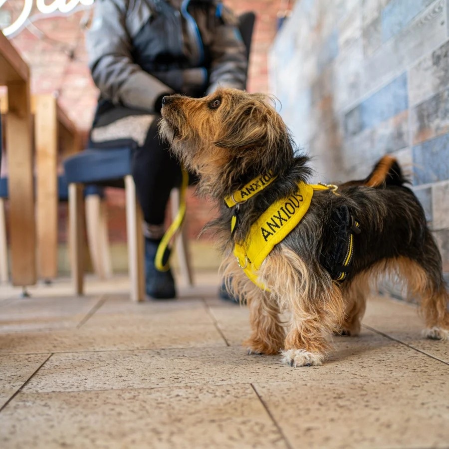 Dog with its handler using an Anxious Dog Harness.