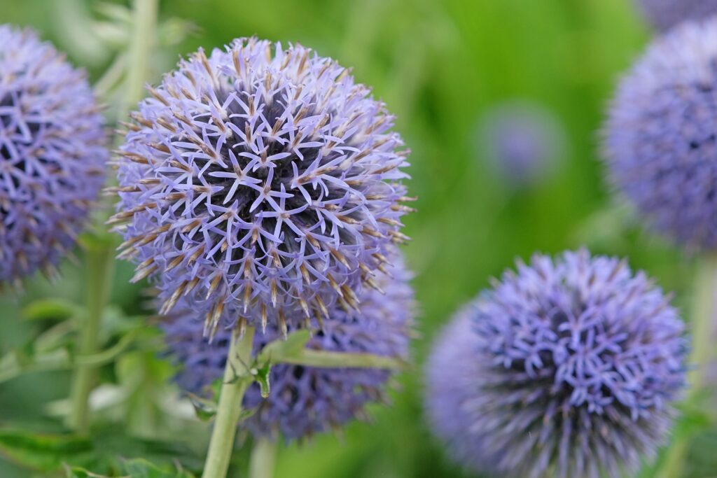 Rounded steel-blue flower heads.