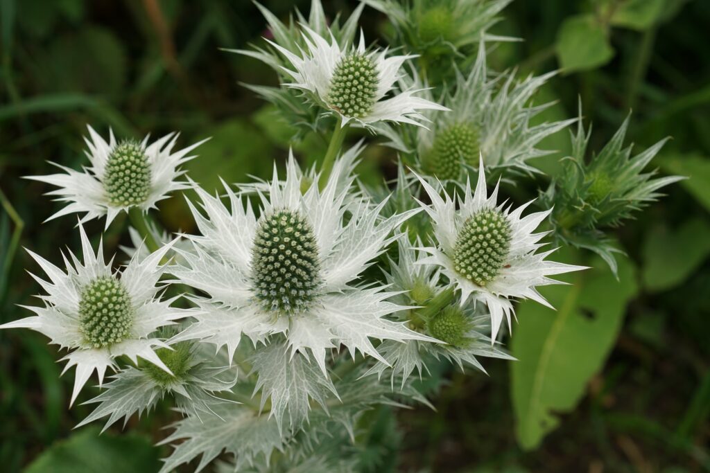Tiny blue flowers growing above a rosette of spiny slivery-grey bracts.