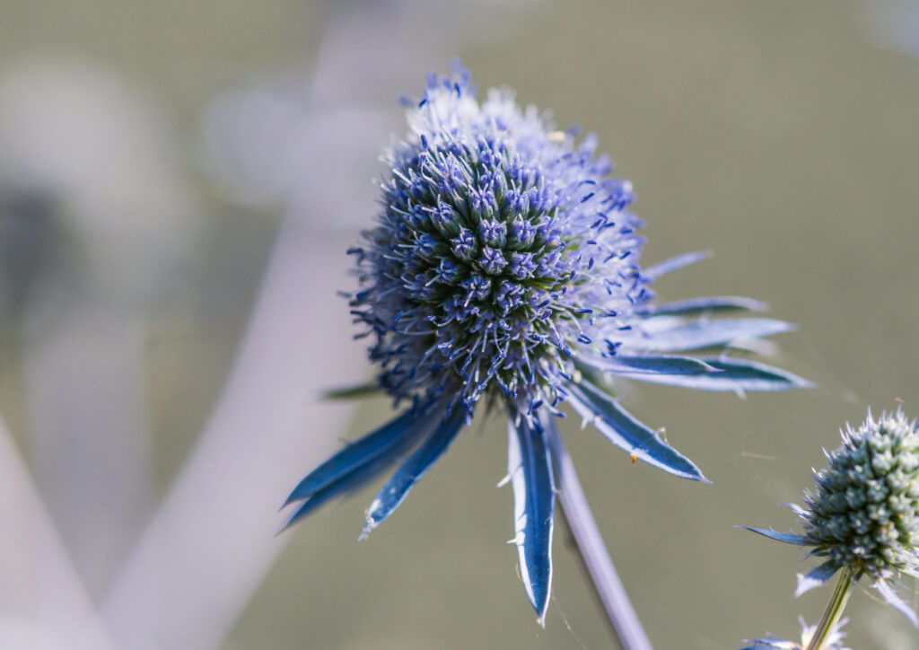A blue bulbous flowerhead with narrow spiny bracts.