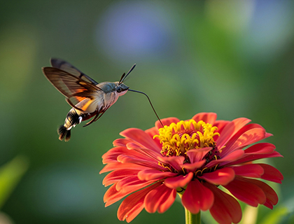 Hummingbird Hawk Moth feeding off of an orange flower.