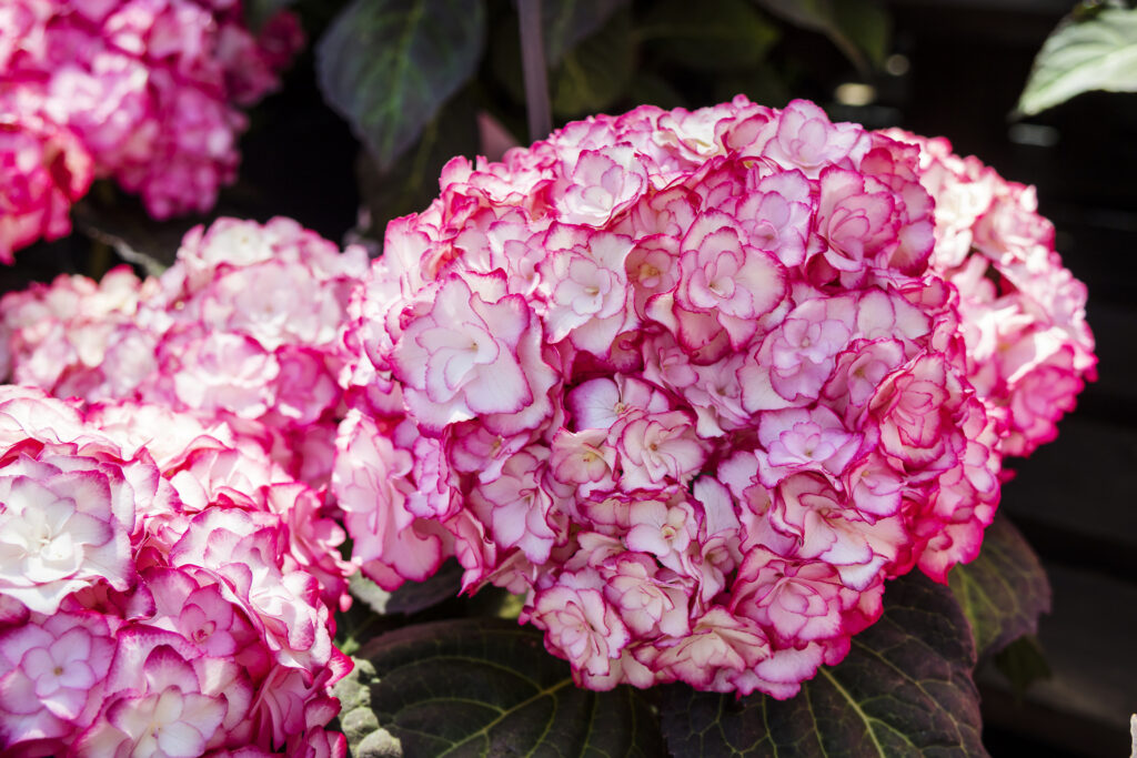 Pale pink hydrangea flowers with a dark pink rim.
