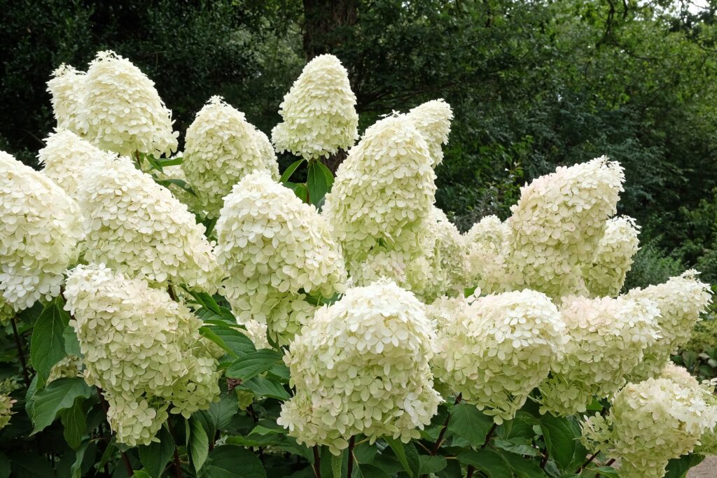 Clusters of creamy-white hydrangea florets.