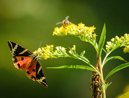 Jersey Tiger Moth