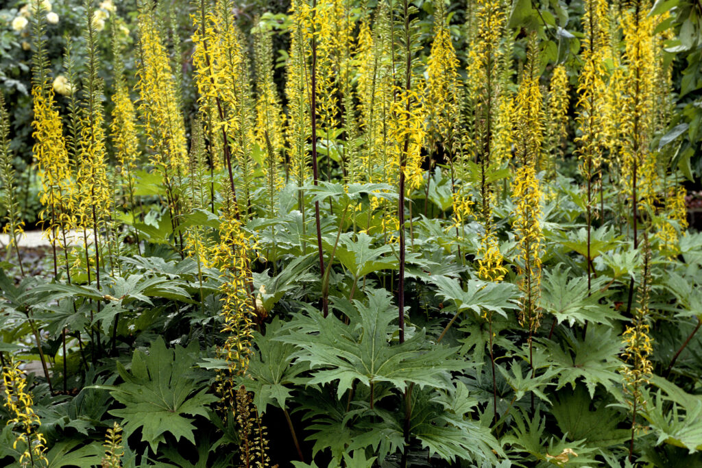 Tall, slender, yellow flowers above spiked leaves.