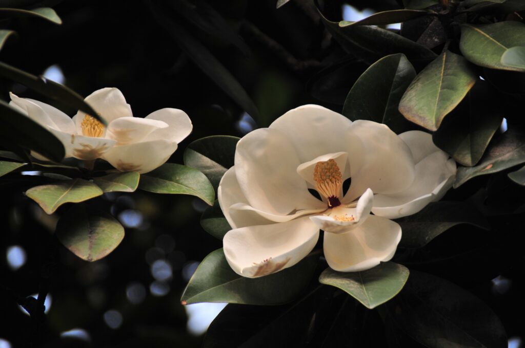 Large white magnolia flowers growing on a leafy branch.