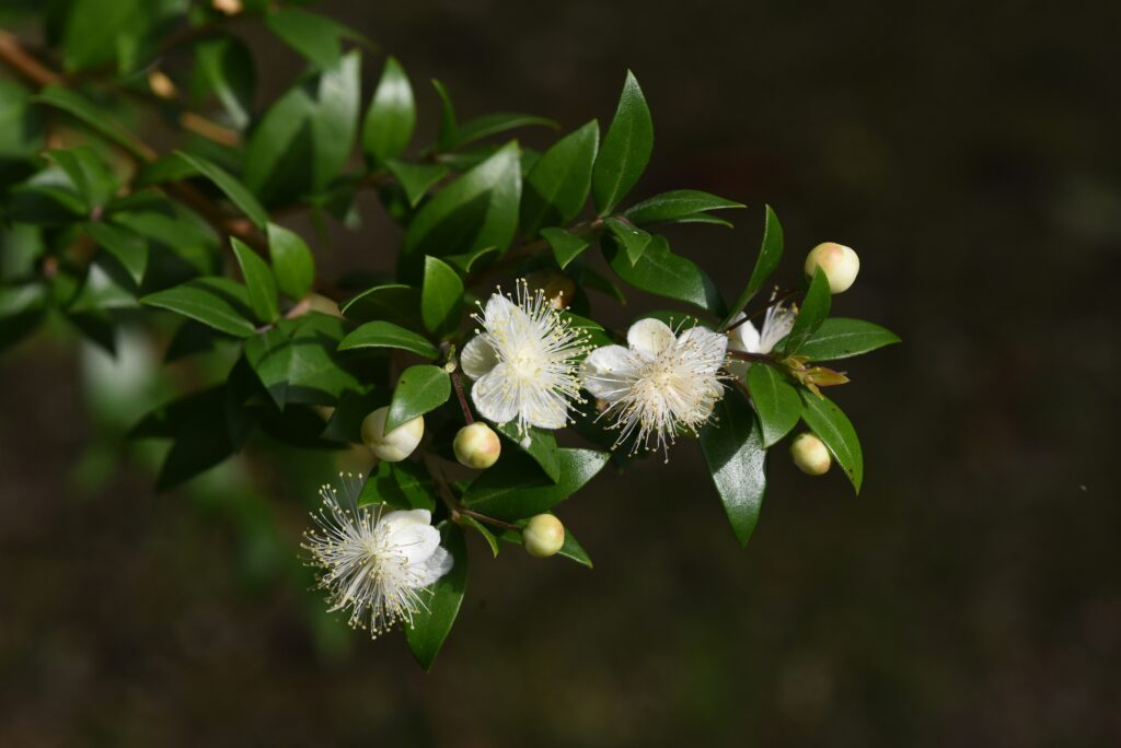 A branch of small pink bugs and white flowers.