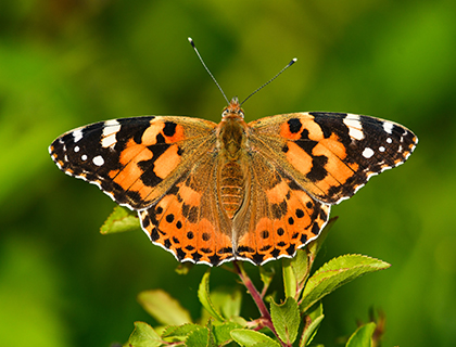 Painted Lady butterfly with wings wide open resting on some greenery.
