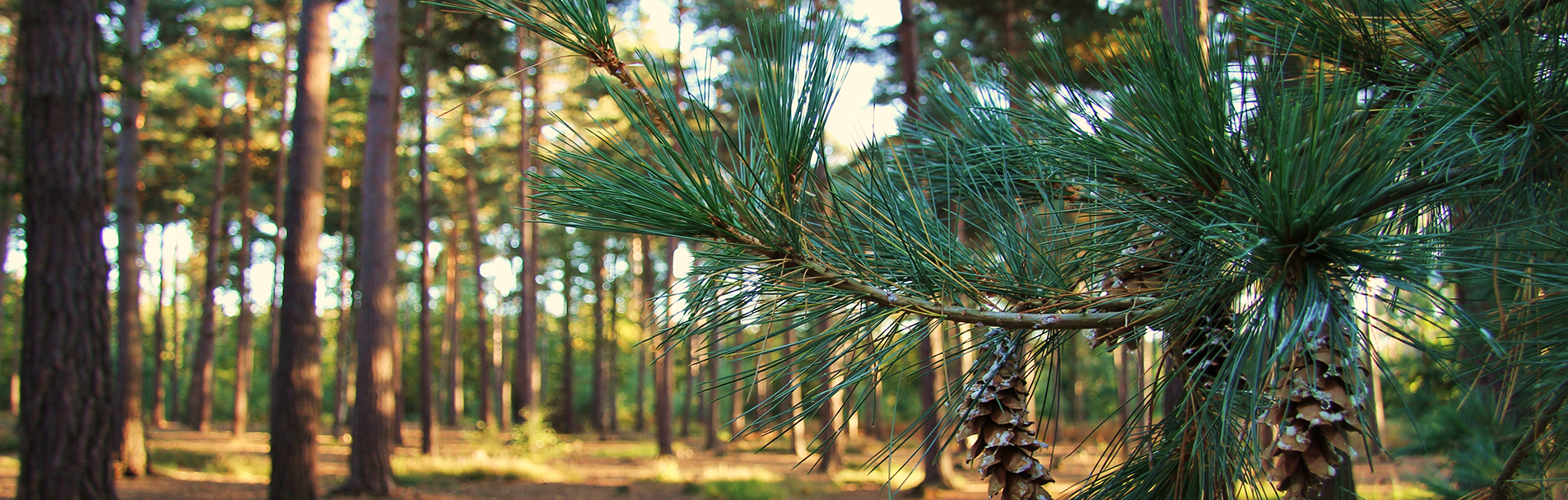 Swinley Forest, Bracknell, Berkshire, England.