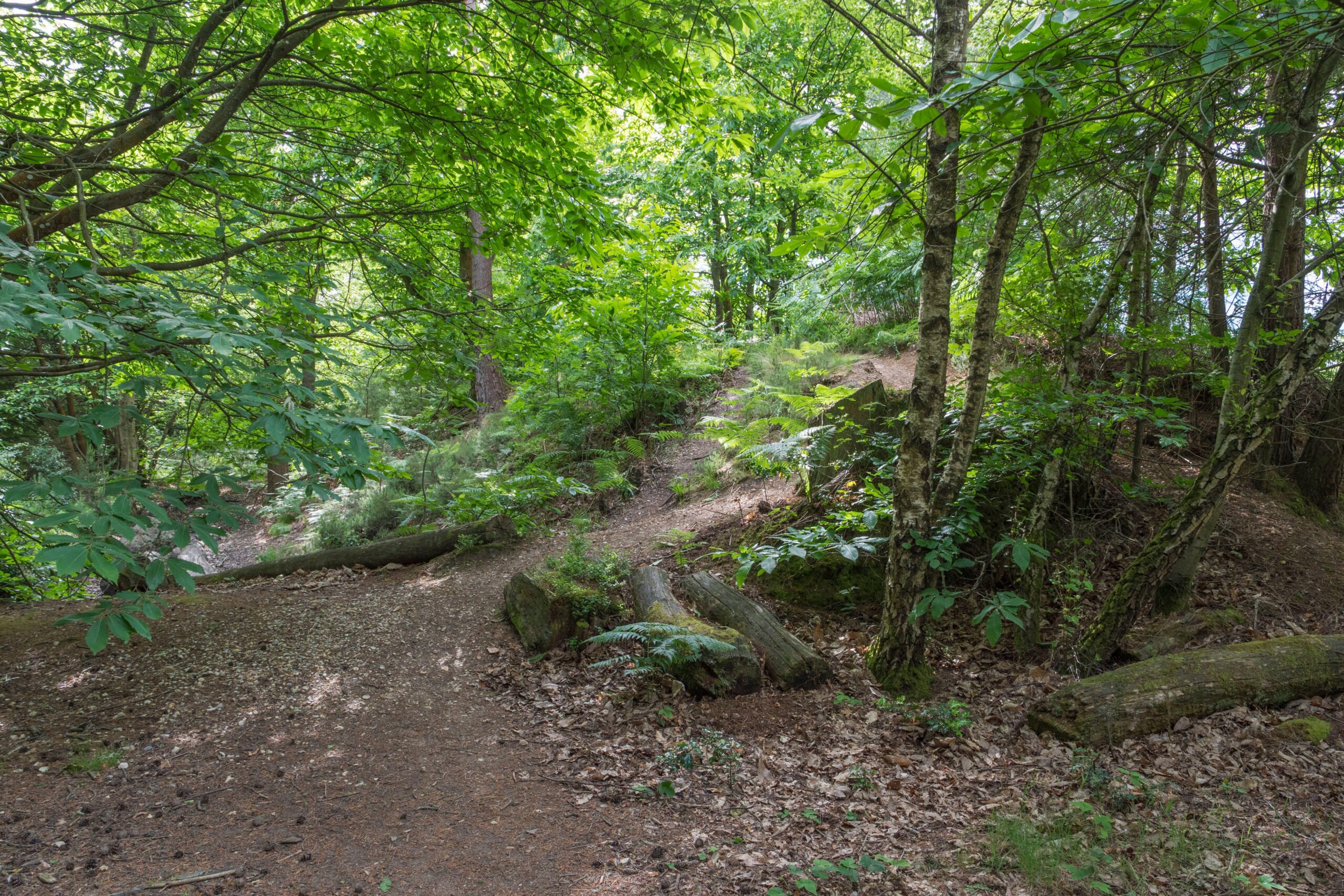 Gully beside mounds which make up part on the old hill fort (Caesars Camp) in Swinley Forest, Windlesham, Berkshire, UK.