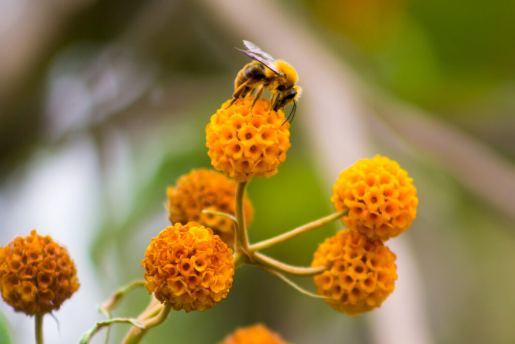 Rounded heads of bright orange-yellow flowers.