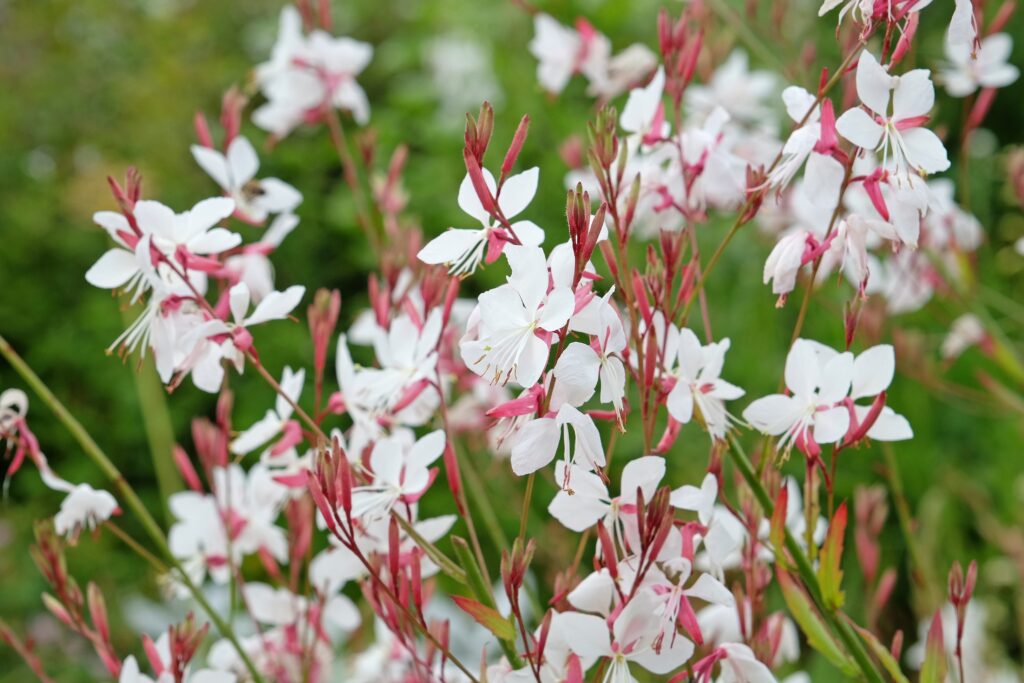 Small white, star-shaped flowers.