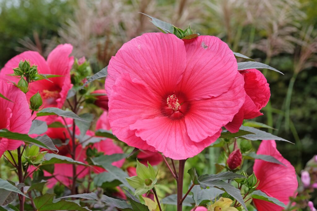 A large cherry-red flower