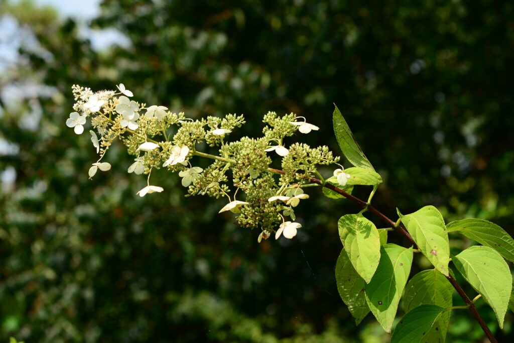 Small white hydrangea flowers.