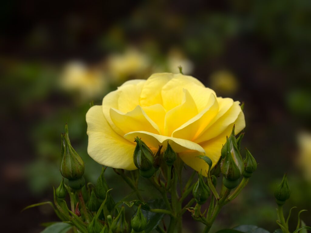 A buttercup yellow rose.