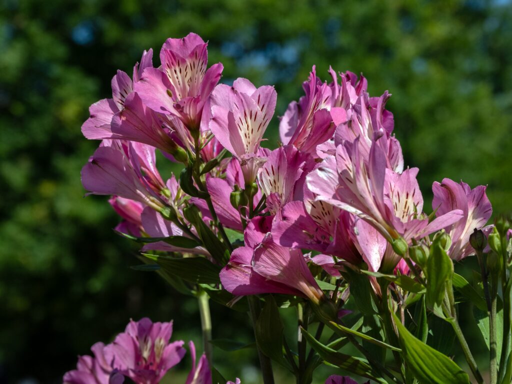 Mauve pink flowers that creamy funnel-shaped throats.