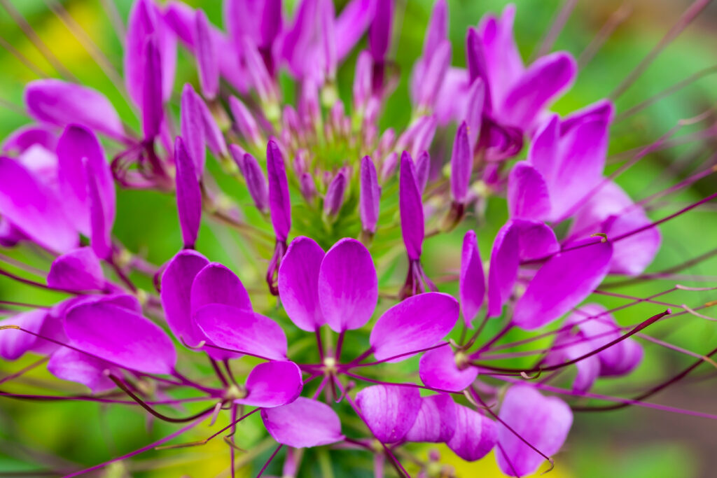 A stalk ending in a cluster of violet flowers and seedheads.