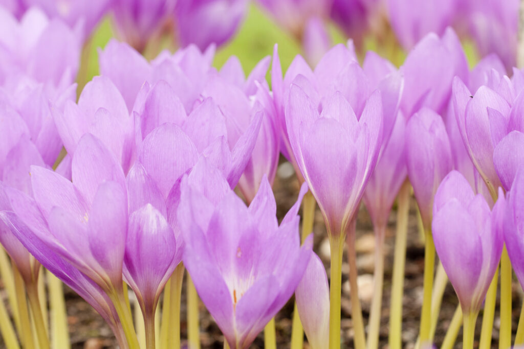 Goblet-shaped flowers of pink.