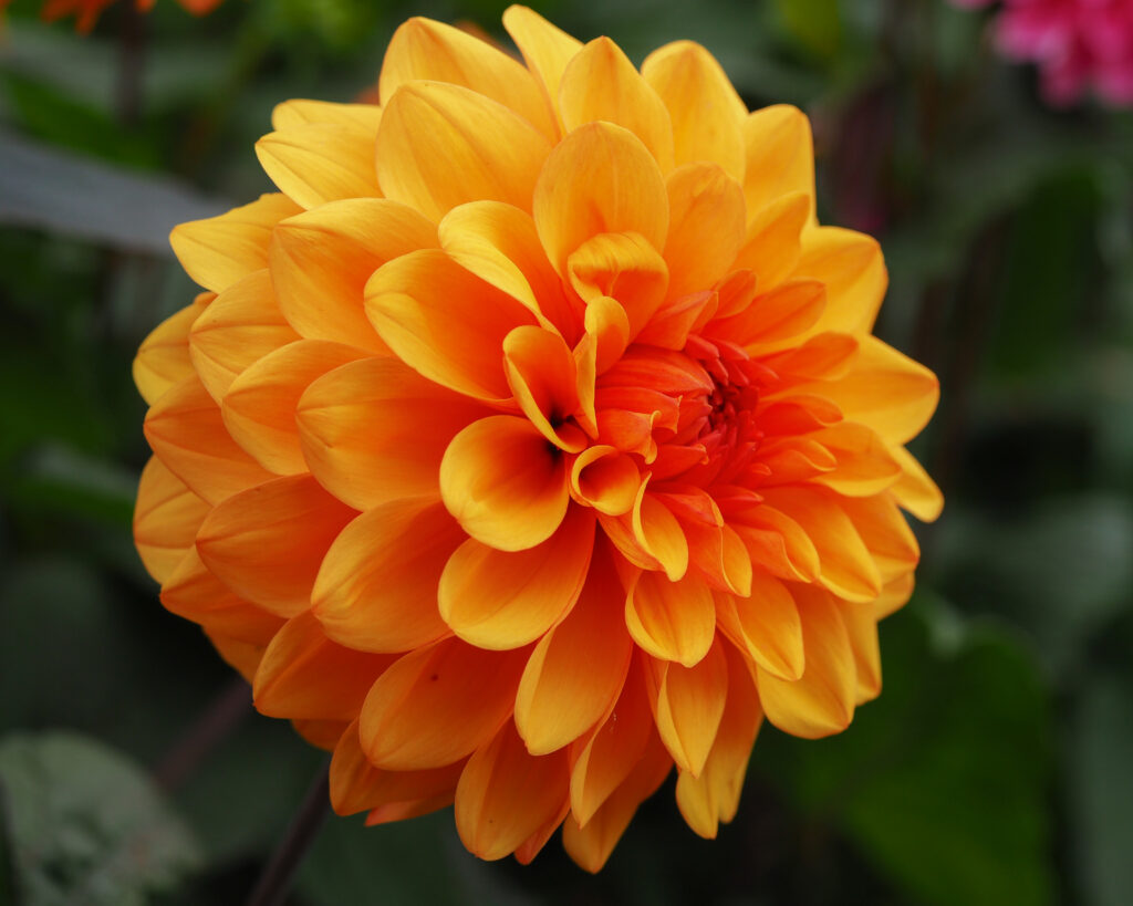 Bright orange dahlia flower.