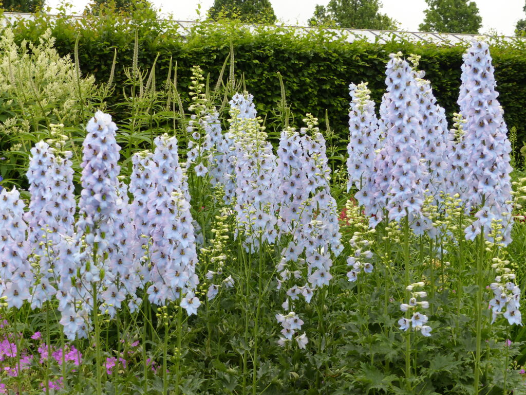 Tall upright dusky pink delphiniums.