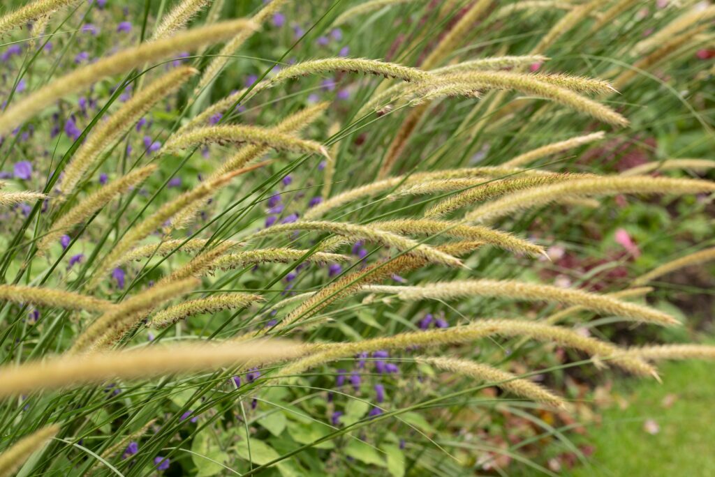 Long, slender, cylindrical, softly bristly, light green panicles arching over a lawn.