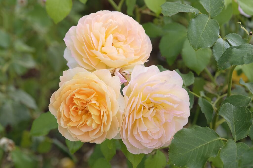 Three yellow roses.