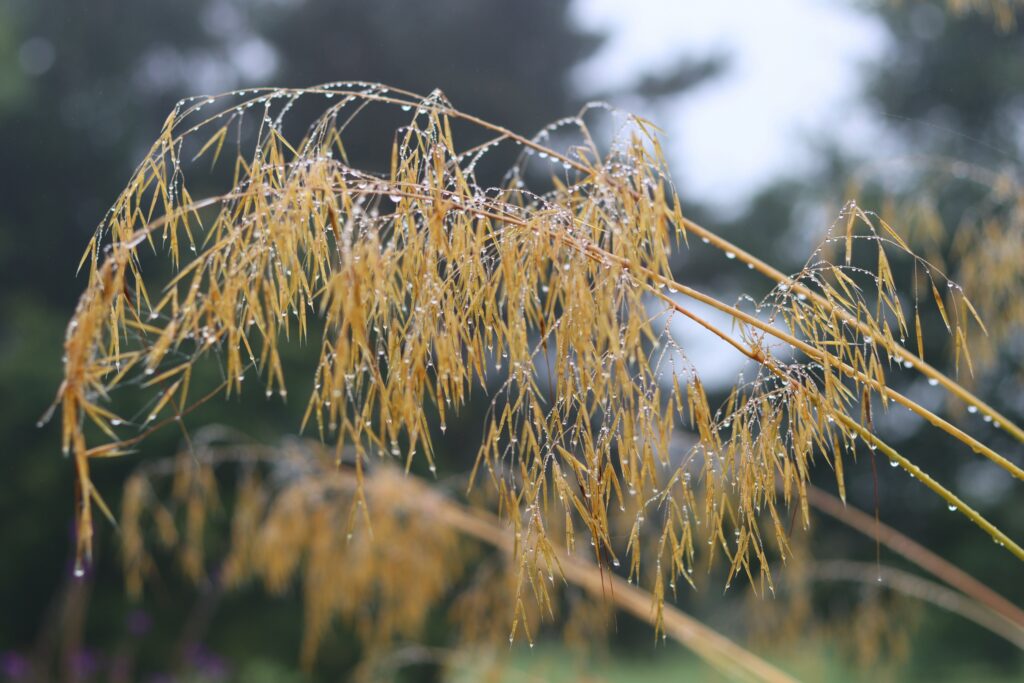 Arching green stems with oat-like panicles.