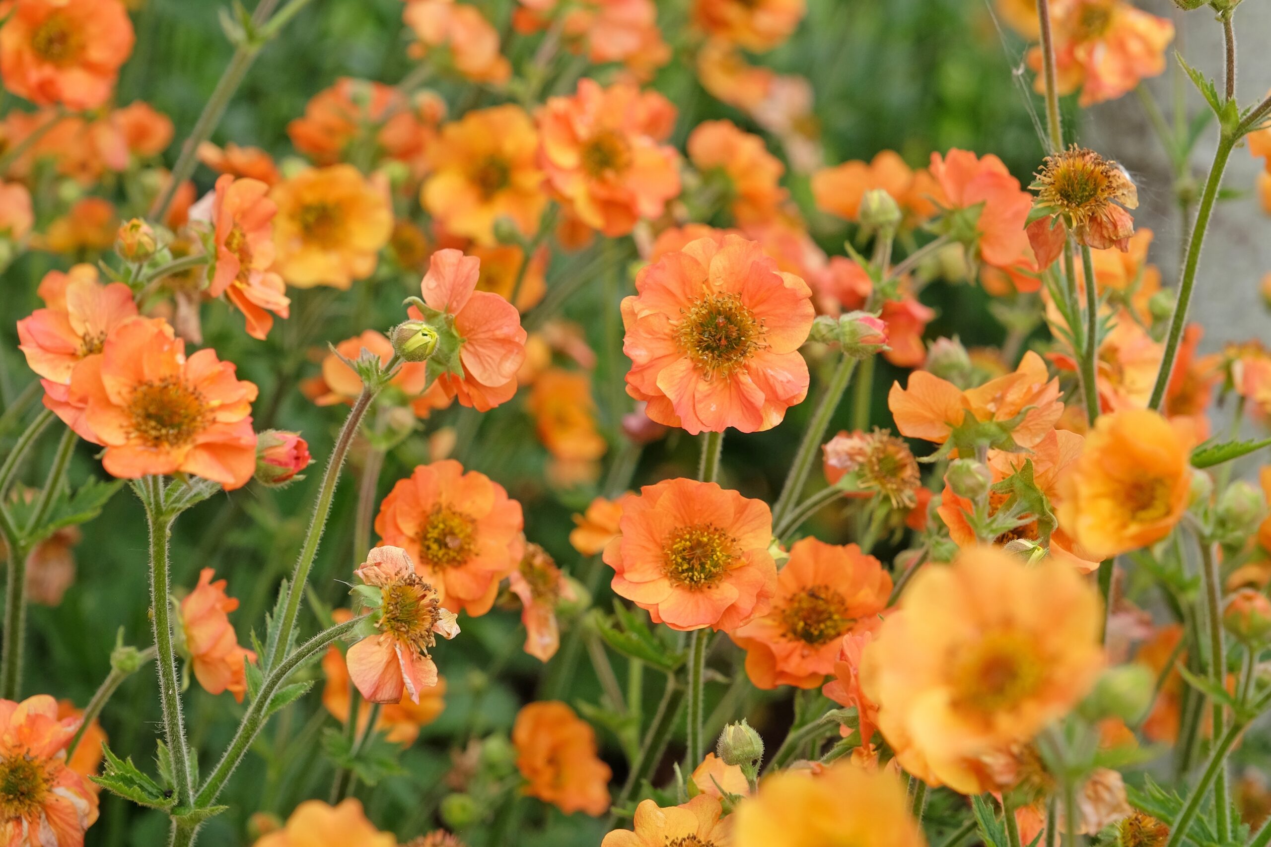 Peachy-orange flowers.