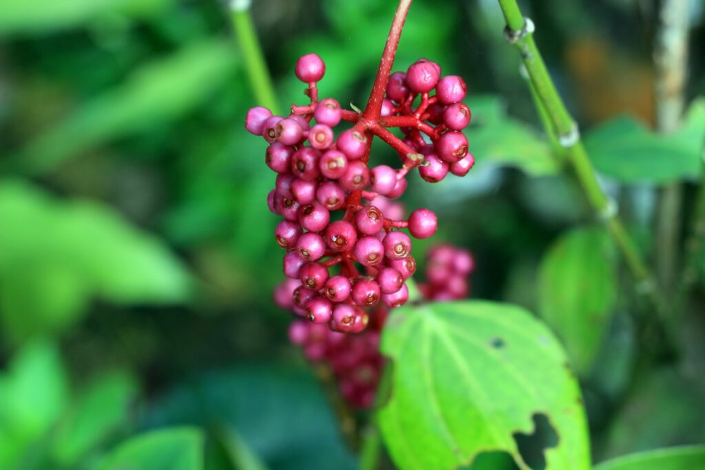 Pink berries hanging from a shrub.
